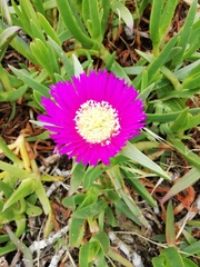 Carpobrotus glaucescens