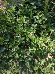 Pitraea cuneato-ovata