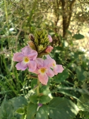 Pitraea cuneato-ovata