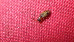 Psammoecus bipunctatus