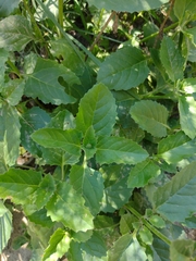 Pitraea cuneato-ovata