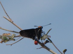 Mysoria affinis