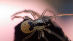 Theridion hemerobium