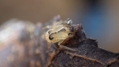 Theridion hemerobium