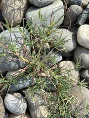 Lupinus benthamii