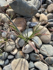 Lupinus benthamii