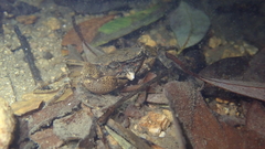 Cryptopotamon anacoluthon