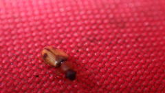 Psammoecus bipunctatus