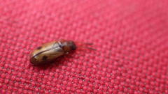 Psammoecus bipunctatus