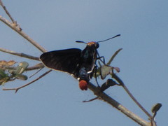 Mysoria affinis