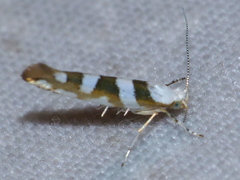 Argyresthia calliphanes