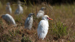 Bubulcus ibis