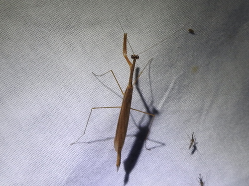 Slim Mexican Mantis photo 4