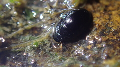 Hydrophiloidea