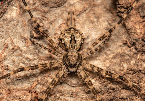 Typical Two-tailed Spiders