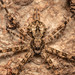 Hersiliinae - Photo 由 Rudolph Steenkamp 所上傳的 (c) Rudolph Steenkamp，保留部份權利CC BY-NC