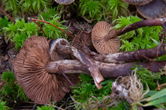 Cortinarius hemitrichus