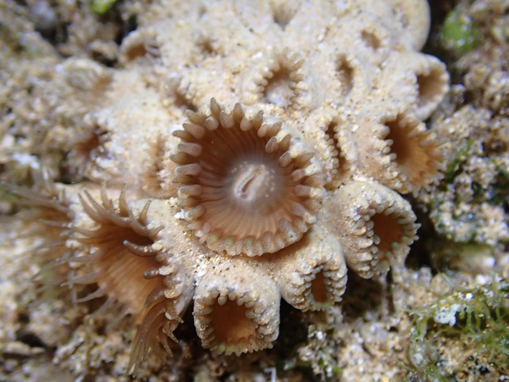 Palythoa tuberculosa