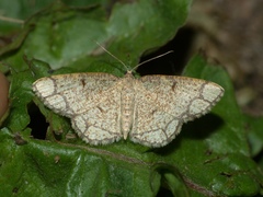 Stegania cararia