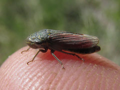 Cuerna striata