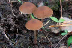 Psathyrella obtusata