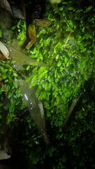 Utricularia uliginosa