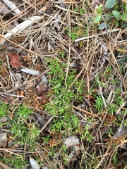 Pyxidanthera barbulata