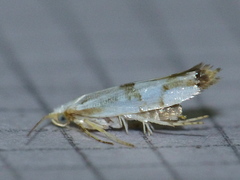 Argyresthia oreasella