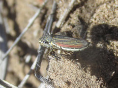 Cuerna striata