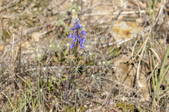 Lupinus benthamii