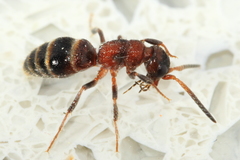Myrmosa unicolor