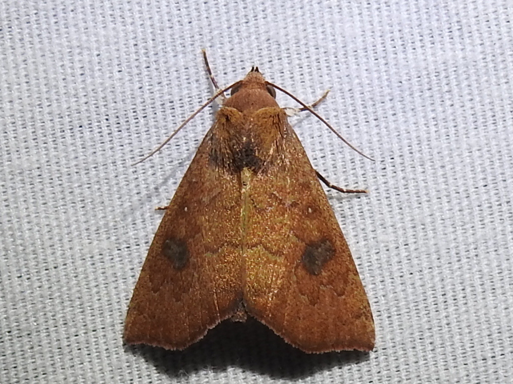 Anomis texana