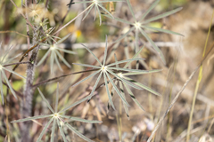 Lupinus benthamii