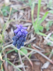 Muscari neglectum