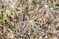 Lupinus benthamii