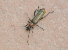 Callimus abdominalis