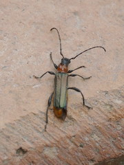 Callimus abdominalis