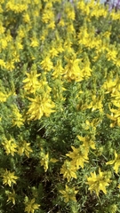 Genista hirsuta