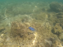 Stegastes acapulcoensis