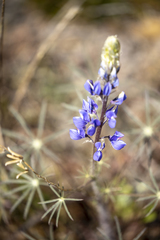 Lupinus benthamii