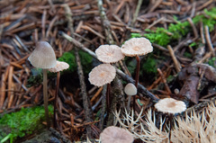 Paragymnopus perforans