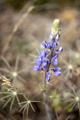 Lupinus benthamii