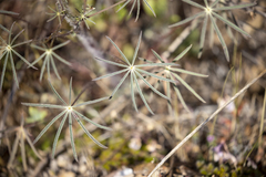 Lupinus benthamii
