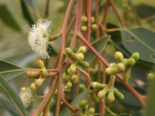 Eucalyptus botryoides