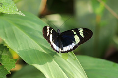 Heliconius cydno