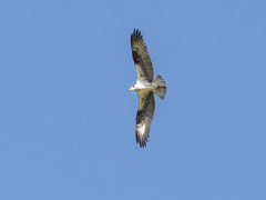 Pandion haliaetus