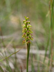 Genoplesium pumilum