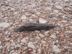 Drusia ibera