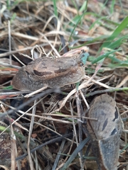 Drusia ibera