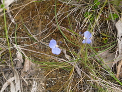 Comesperma sphaerocarpum